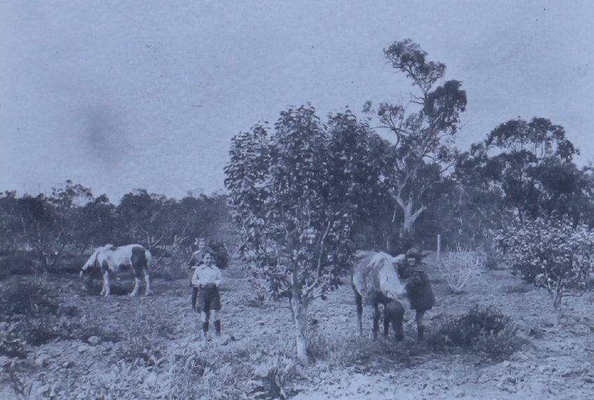 Three children in a yard with two ponies