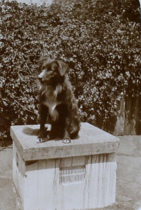 Pet dog on a pedestal