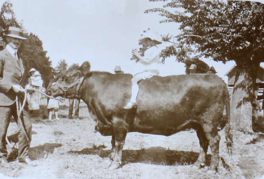 Young girl sitting on a bull helad by an unidentified man