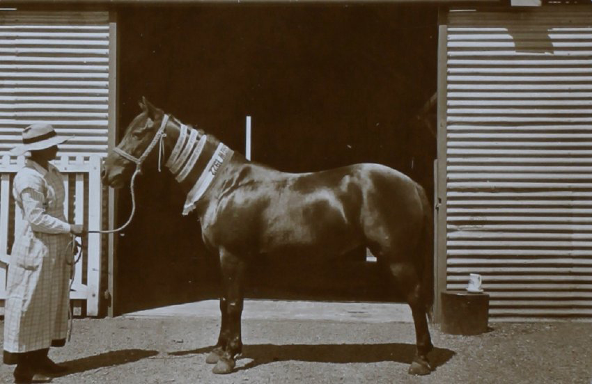 Horse with show ribbons around its neck