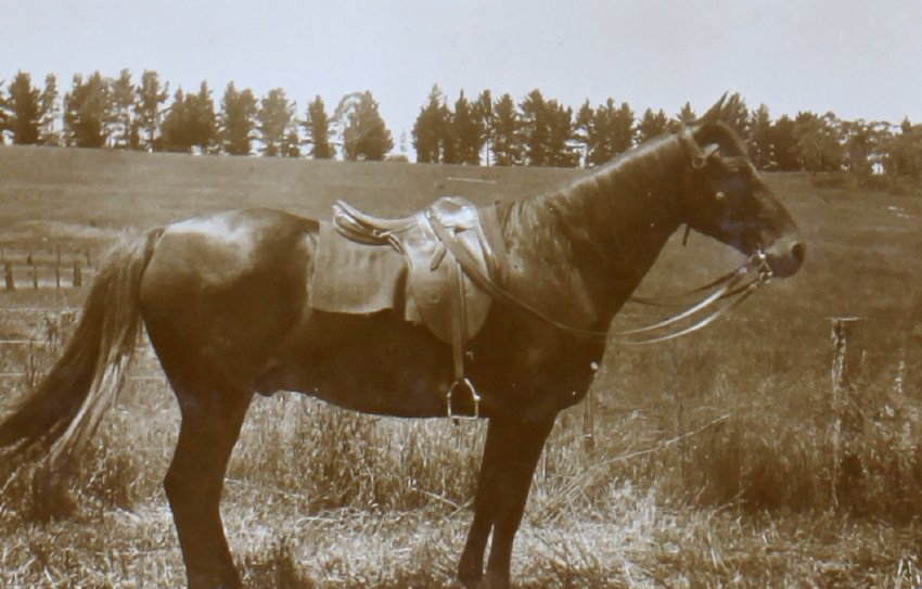 Saddled horse in a paddock