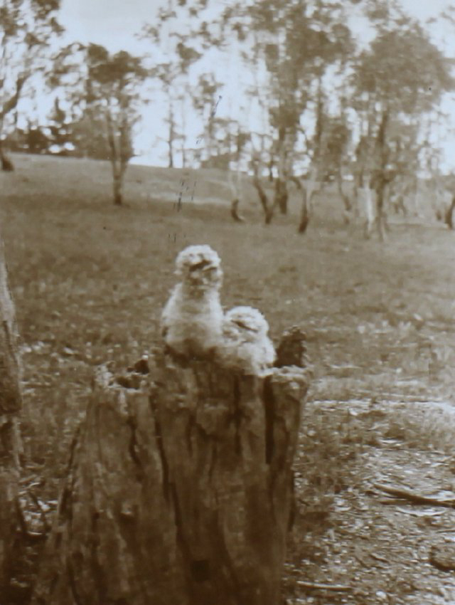 Two young owls sitting on a stump