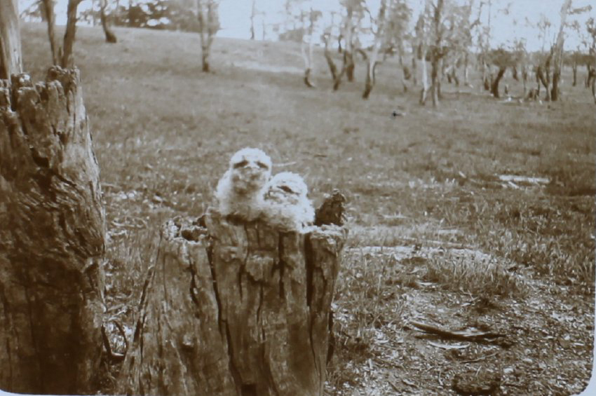 Two young owls sitting on a stump