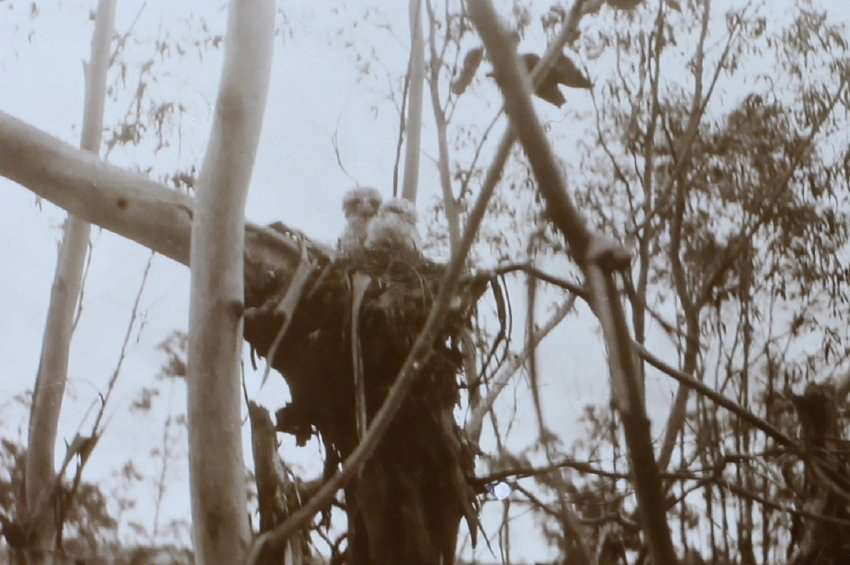 Young owls in a nest