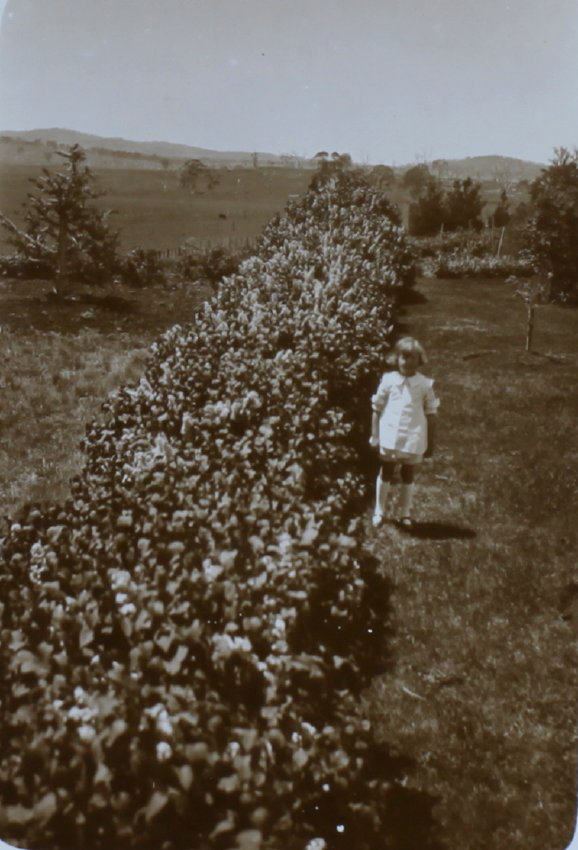 Young girl beside a hedge in the garden
