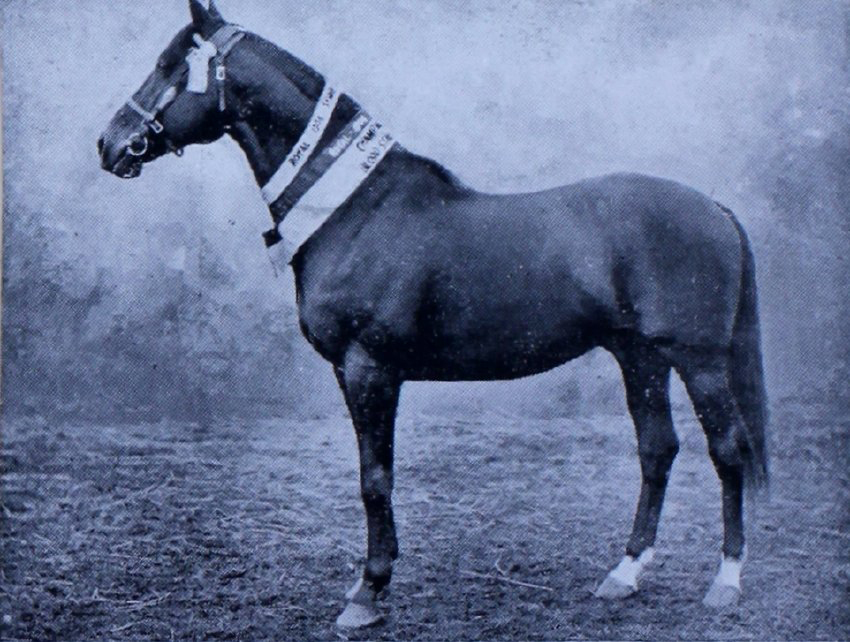 Elected, Champion Thoroughbred Stallion. Mr. A. J. Cotton