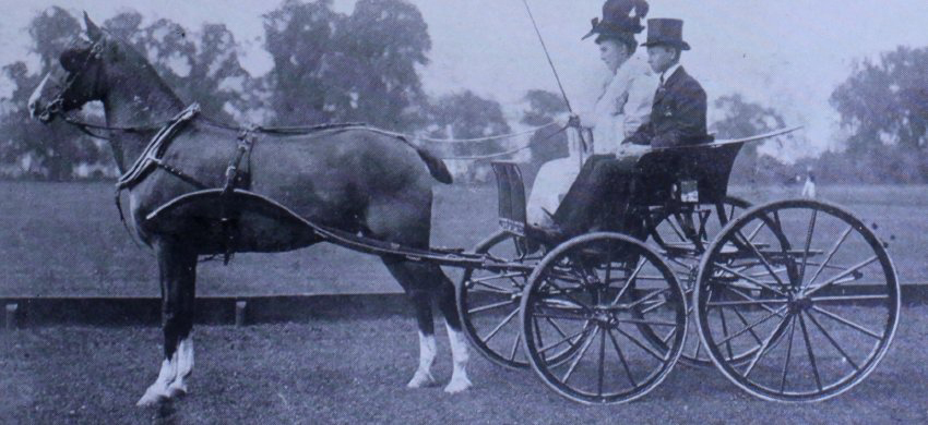 Sir Walter Gibney's Society, Driven by Mrs. Hine. First prize Ponies under 14.2 at Ranelagh