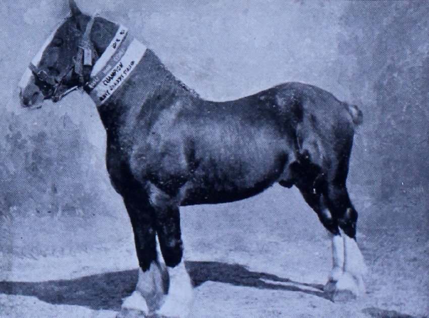 Clan MacDonald, Champion Clydesdale Stallion. Mr. T. Bowra