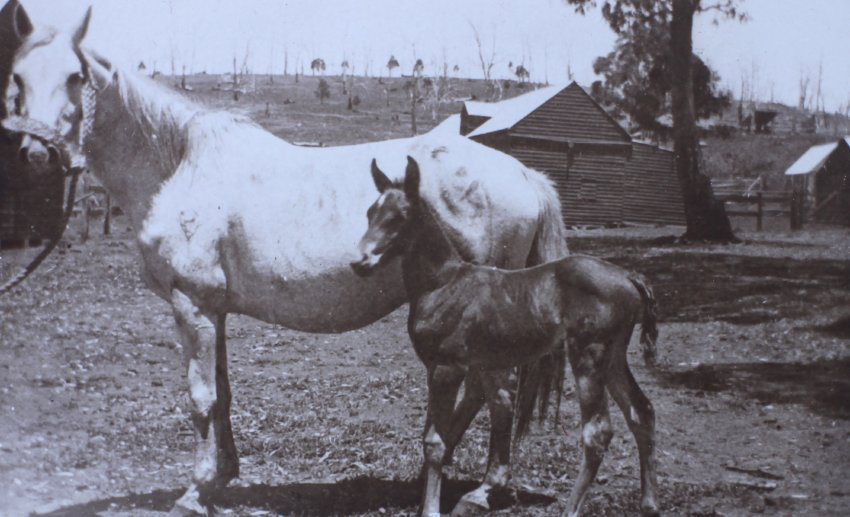 Horse and foal