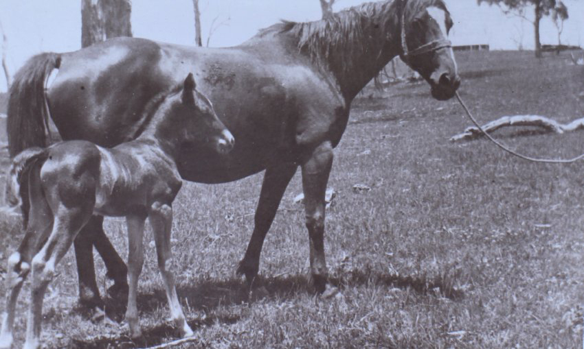Horse and foal