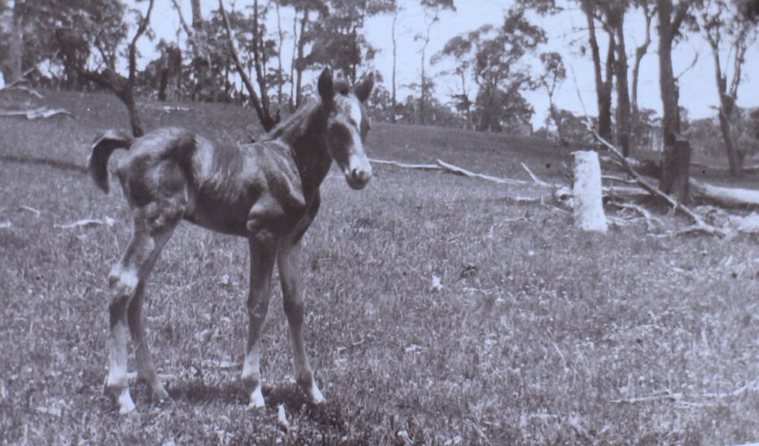 Foal in the paddock