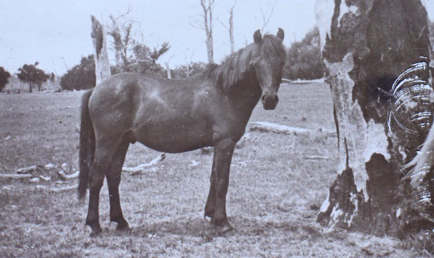 Young horse in the paddock