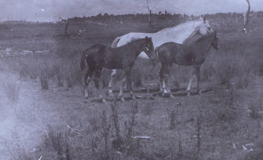 Horse and two foals in an open paddock