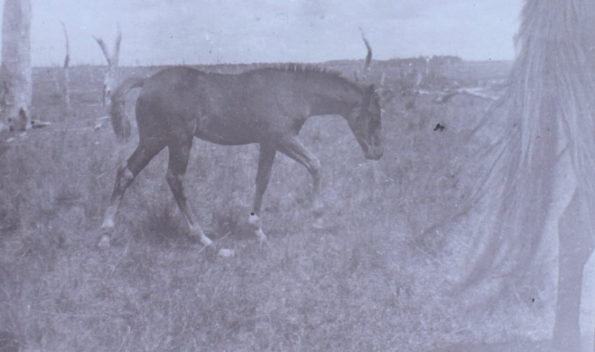 Foal in an open paddock