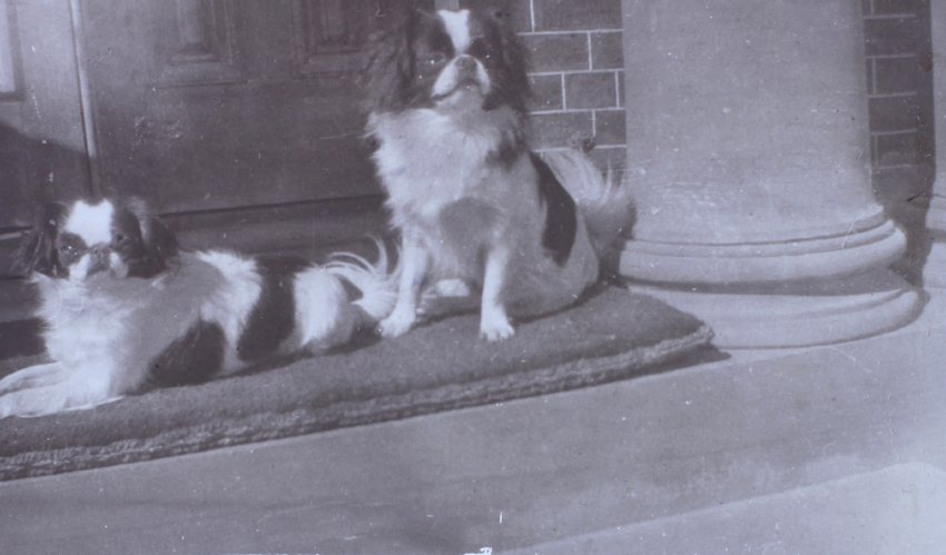 Two pet dogs on a mat