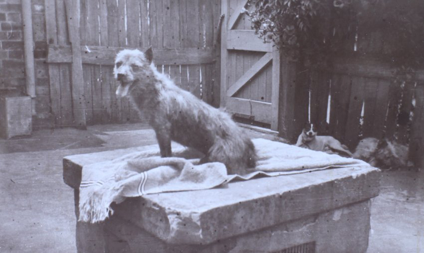 Pet dog on a blanket