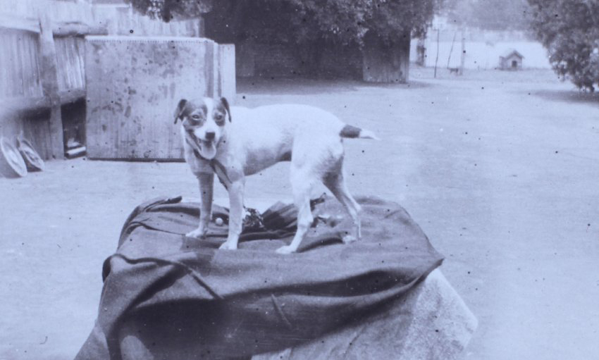 Pet dog on a blanket