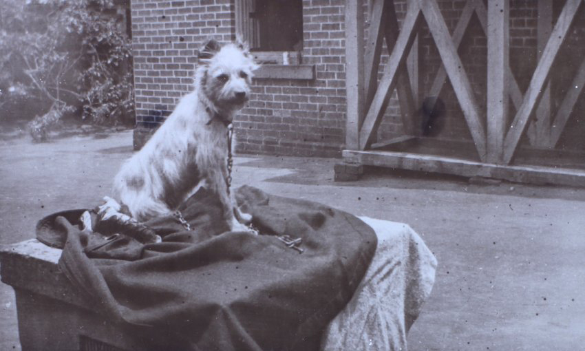 Pet dog on a blanket