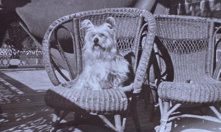 Pet dog on a cane chair