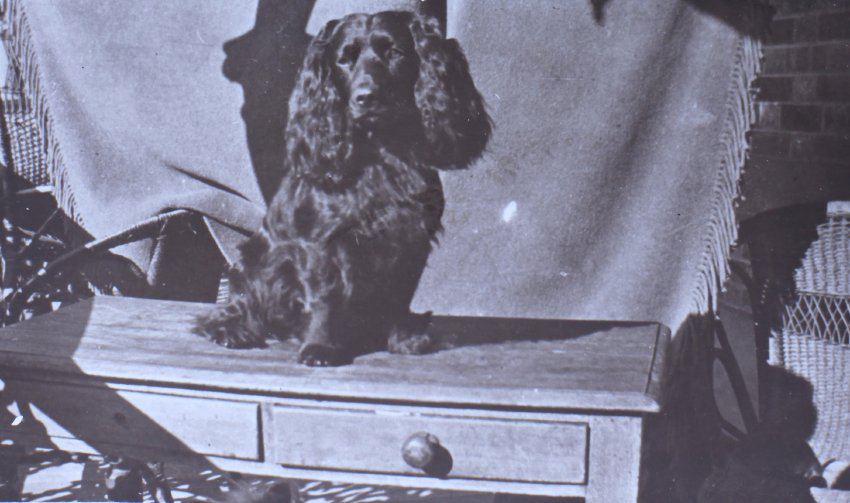 Pet spaniel dog on a table