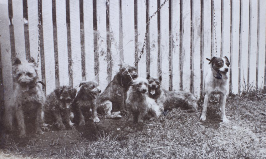 Seven pet dogs