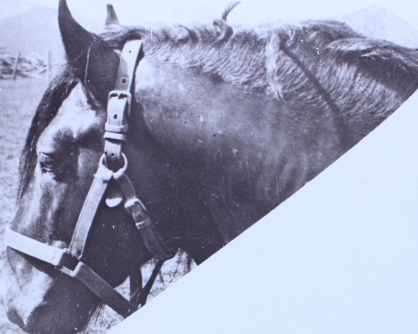Head shot of a horse