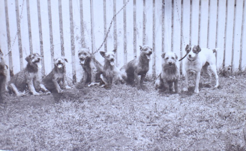 Eight pet dogs