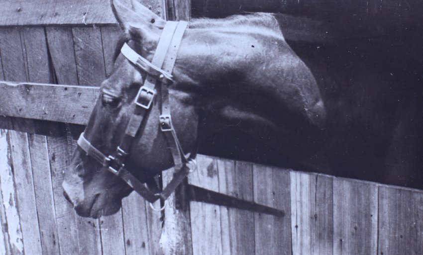 Head shot of a horse over the stable door