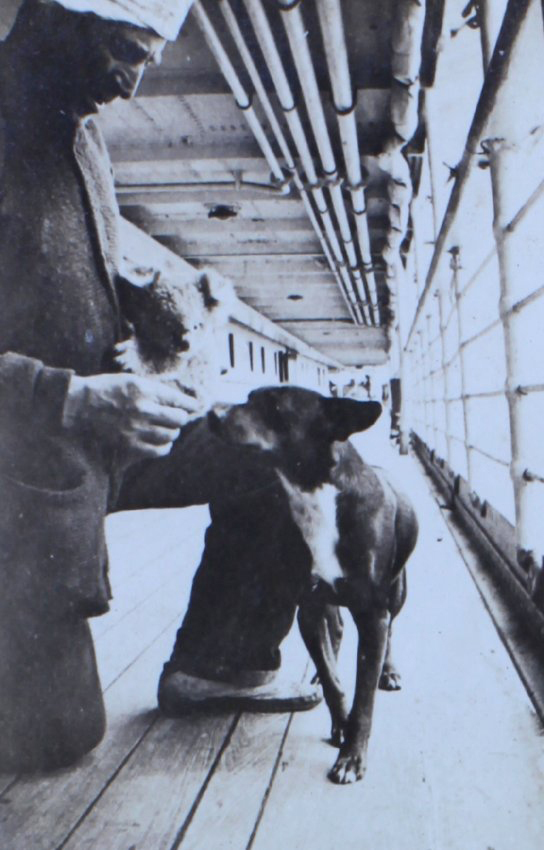 Crewman with dog and koala