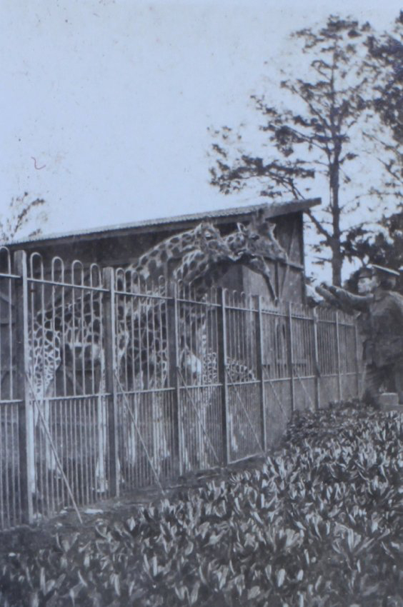 Soldiers with giraffes