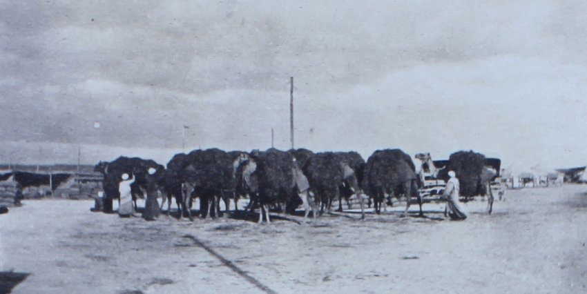 Small herd of camels with minders