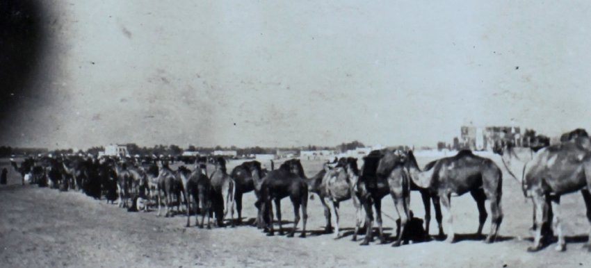Line of camels