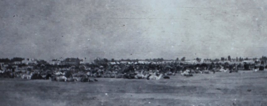 Large herd of camels
