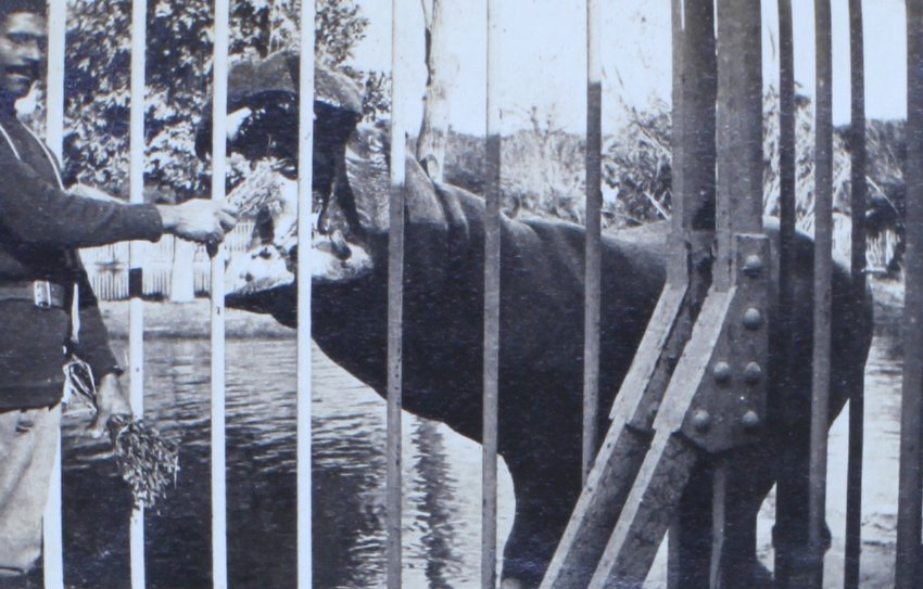 Zoo keeper feeding a hippo