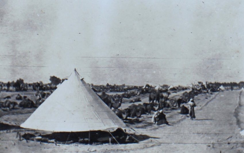 Herd of camels sitting behind a tent