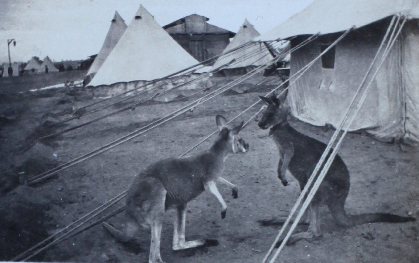 Two kangaroos outside tents