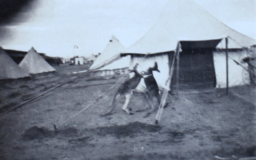 Two kangaroos fighting outside tents