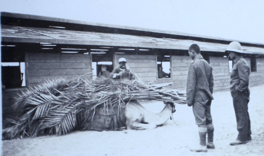 Soldiers with a camel laden with palm fronds outside a timber barrack