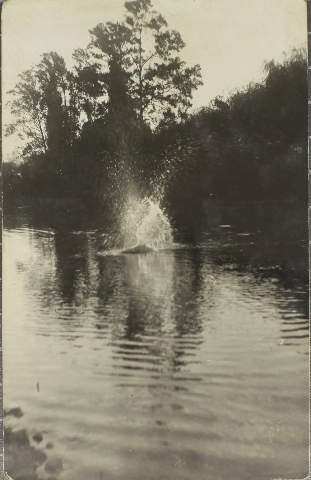 Splash, Dorrigo