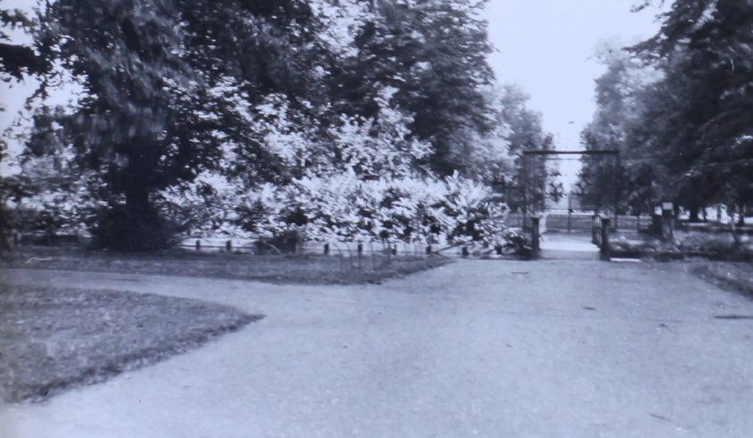 Hampton Court Gardens 