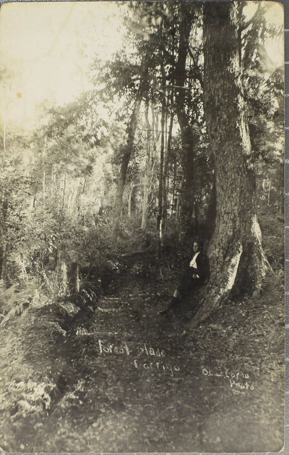 Forest Glade, Dorrigo