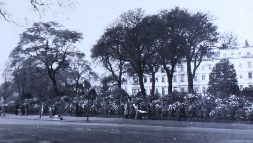 Dahlias, Hyde Park, Bayswater Rd 