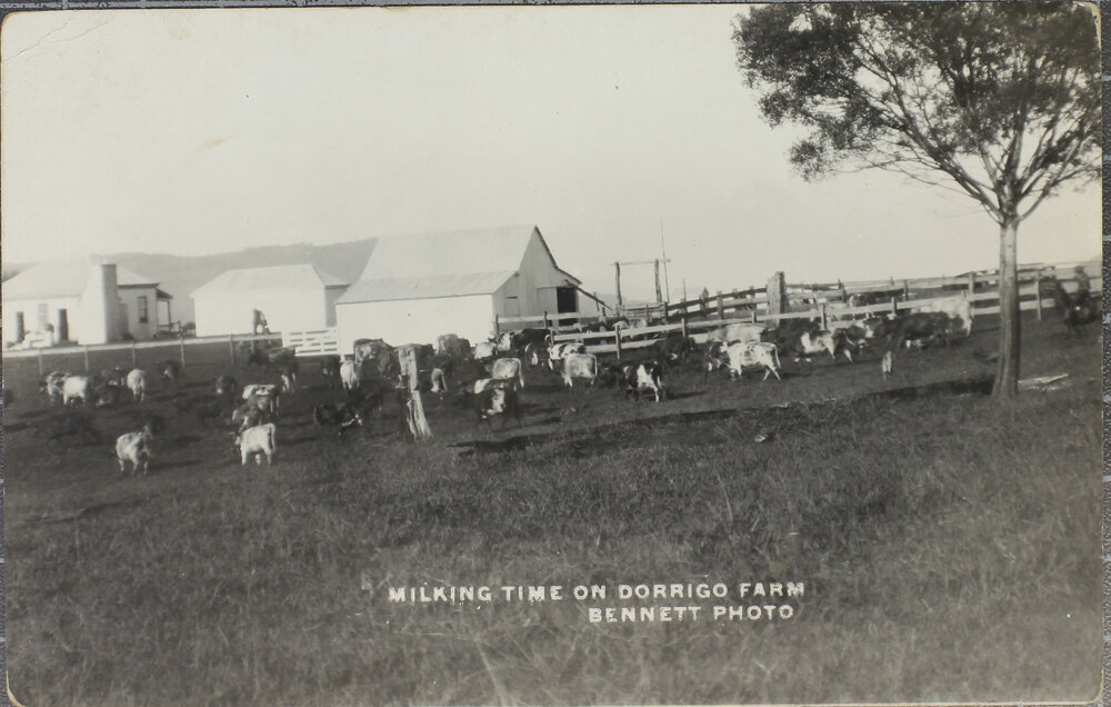 Milking Time on Dorrigo Farm