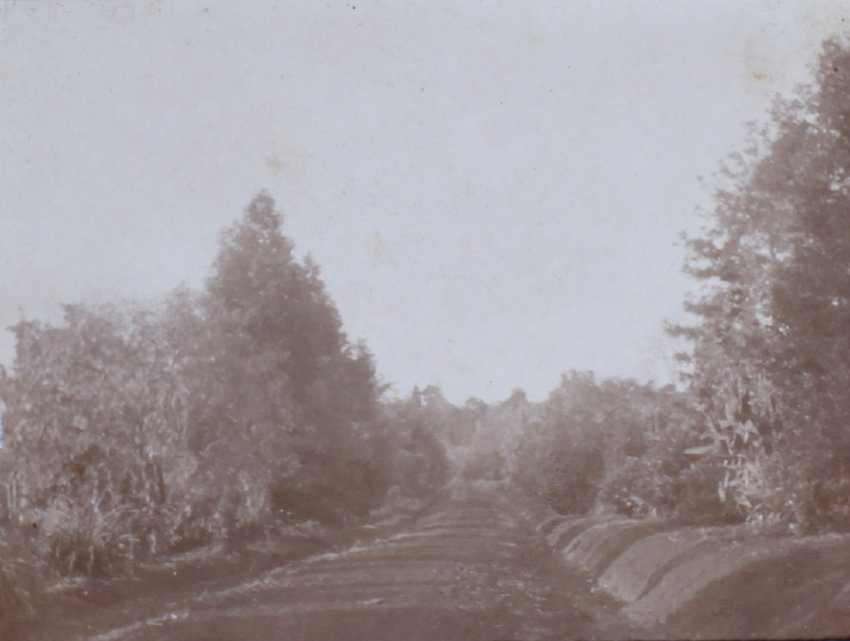 Roadway through a shrubbed area