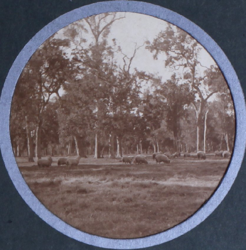 Sheep grazing in a paddock