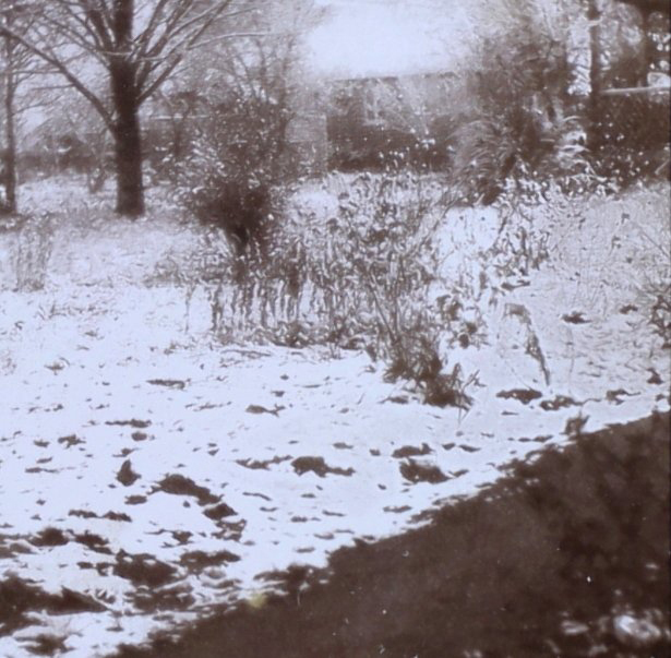 Snow on the garden