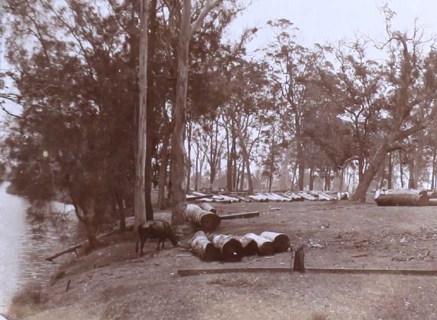 Sawn timber logs beside the river