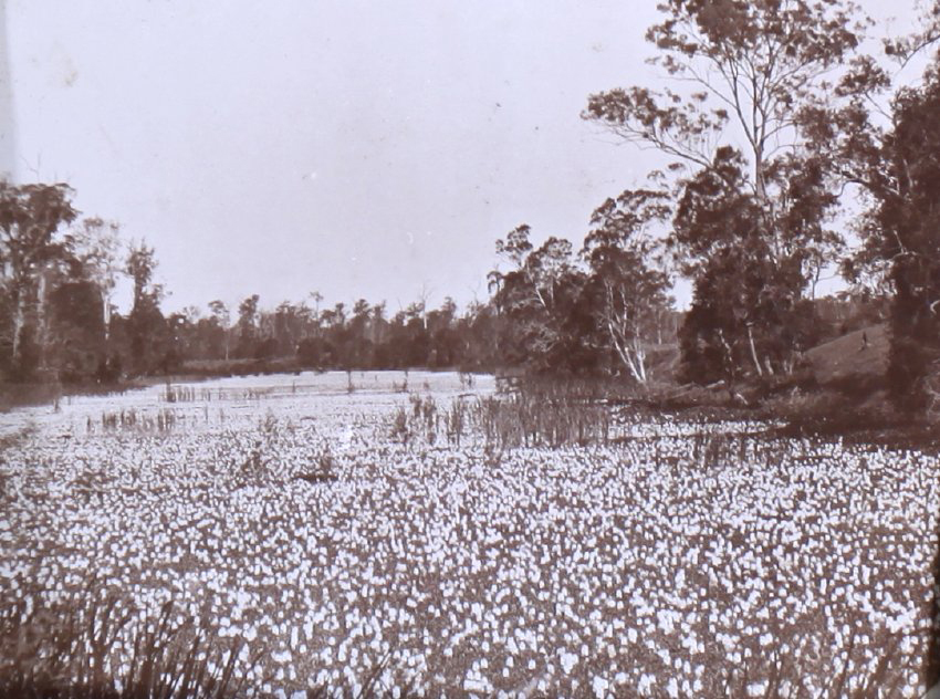 Flowers on the river