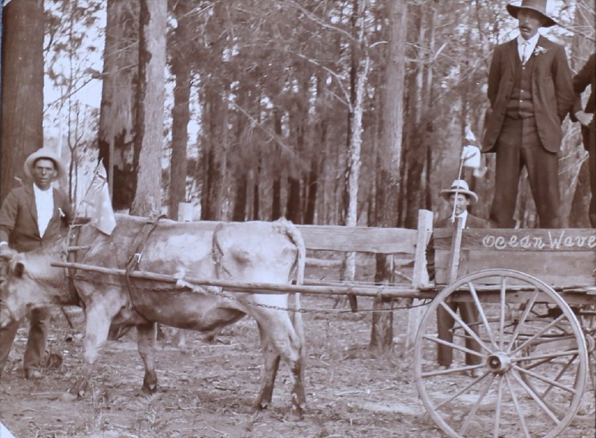 Three men with a dray pulled by a steer
