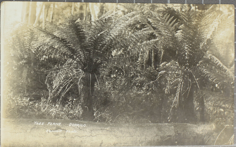 Tree Ferns, Dorrigo